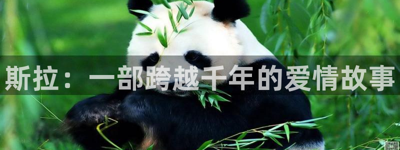 神马电影免费伦理